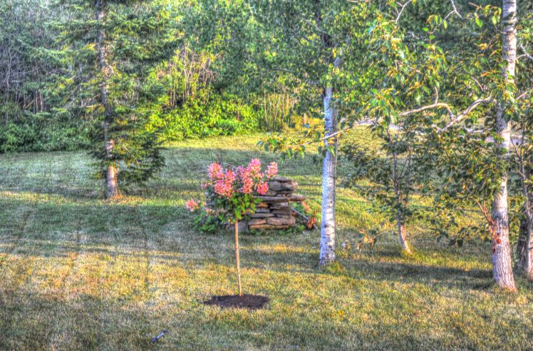 2014-08-arbre charles-antoine - 01